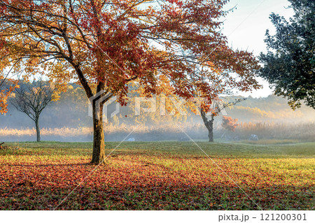 日の出の斜光に彩られる葉と落葉の紅葉【秋期の朝】 121200301