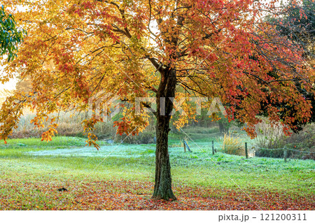 日の出の斜光に彩られる葉と落葉の紅葉【秋期の朝】 日の出の斜光に彩られる葉と落葉の紅葉【秋期の朝】 121200311