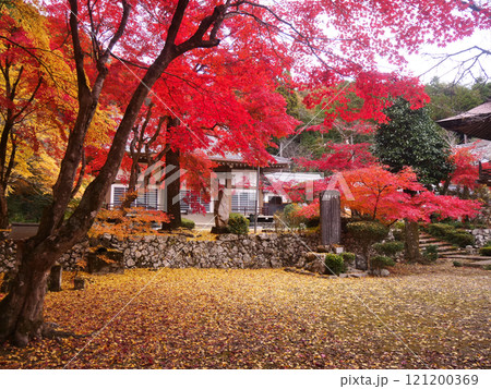 丹波　洞光寺の紅葉 121200369