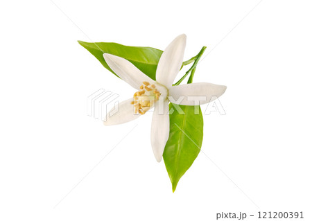 Orange tree blossom or neroli flower with leaves closeup isolated on white.Orange tree blossom or neroli flower with leaves closeup isolated on white. 121200391