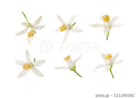 Orange tree blossom or neroli flowers set isolated on white. Orange tree blossom or neroli flowers set isolated on white. 121200392