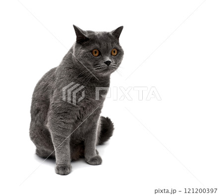 Beautiful gray cat isolated on white background. Beautiful gray cat isolated on white background. 121200397