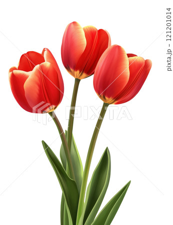 Beautiful red tulips arranged elegantly in a simple display against a light background 121201014