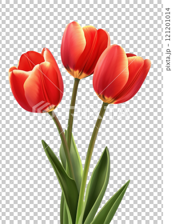 Beautiful red tulips arranged elegantly in a simple display against a light background 121201014