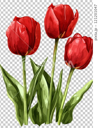 Beautiful red tulips arranged elegantly in a simple display against a light background 121201047