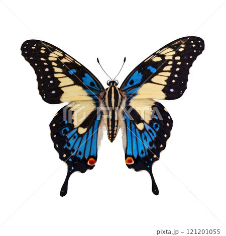 A vibrant butterfly displaying blue and yellow patterns in mid-flight against a white background 121201055