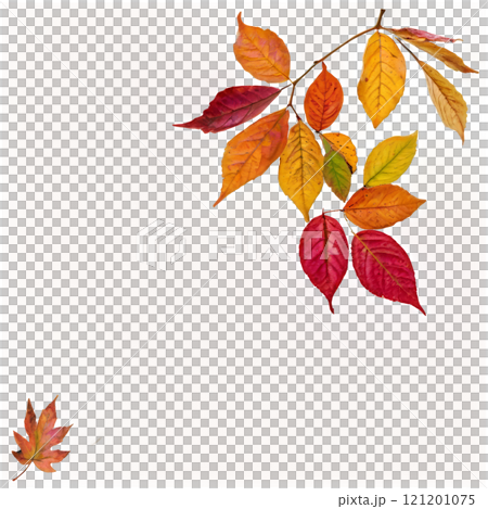 Colorful autumn leaves arranged with pebbles on a white background in a creative display 121201075
