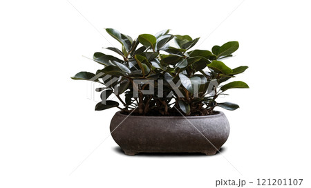 A vibrant indoor plant in a textured pot adds greenery to the modern home decor 121201107