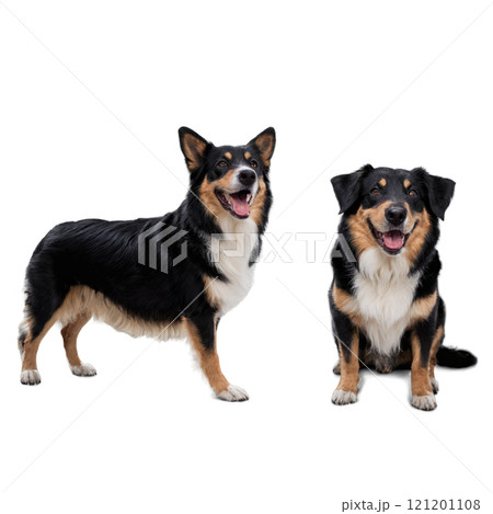 Happy corgi posing for a cheerful portrait against a white background 121201108