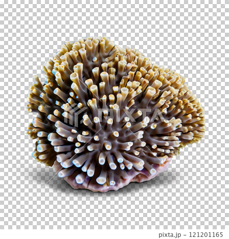 Coral specimen showcasing intricate branching structure and vibrant colors discovered underwater 121201165