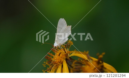 マルバダケブキの蜜を吸うウスキツバメエダシャク マルバダケブキの蜜を吸うウスキツバメエダシャク 121201294