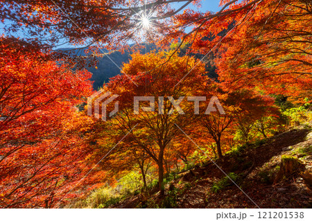 埼玉県秩父市大滝神庭地区　県指定史跡縄文人居住跡神庭洞窟　洞窟前のモミジ林の鮮やかな逆光の紅葉 121201538