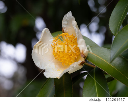 大きな台湾椿の花が咲く 121201657