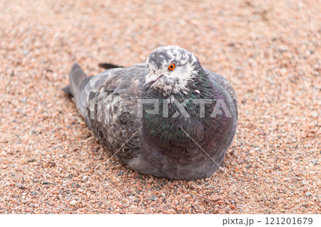 Red eyed pigeon. Pigeon resting. High quality photo Red eyed pigeon. Pigeon resting. High quality photo 121201679