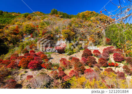 埼玉県秩父市大滝神庭地区　県指定史跡縄文人居住跡　神庭洞窟と洞窟前のモミジ林の鮮やかな紅葉 121201884