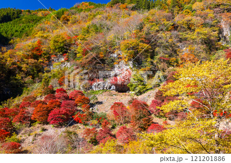 埼玉県秩父市大滝神庭地区　県指定史跡縄文人居住跡　神庭洞窟と洞窟前のモミジ林の鮮やかな紅葉 121201886
