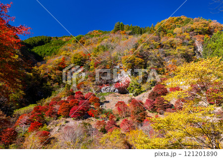 埼玉県秩父市大滝神庭地区　県指定史跡縄文人居住跡　神庭洞窟と洞窟前のモミジ林の鮮やかな紅葉 121201890