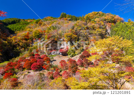 埼玉県秩父市大滝神庭地区　県指定史跡縄文人居住跡　神庭洞窟と洞窟前のモミジ林の鮮やかな紅葉 121201891