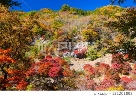 埼玉県秩父市大滝神庭地区　県指定史跡縄文人居住跡　神庭洞窟と洞窟前のモミジ林の鮮やかな紅葉 121201892