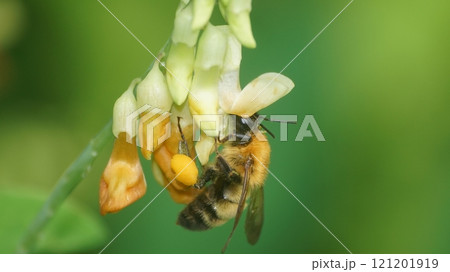 イタチササゲの蜜を吸うトラマルハナバチ 121201919