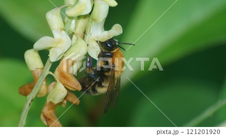 イタチササゲの蜜を吸うトラマルハナバチ 121201920