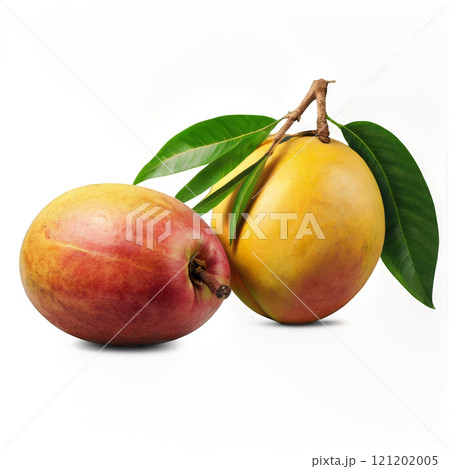 Fresh mangoes with vibrant colors displayed on a white background 121202005
