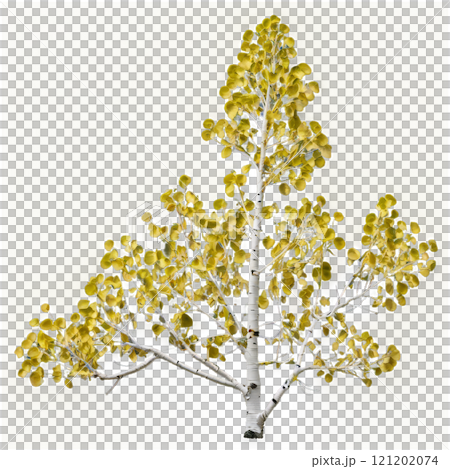 Bright green leaves on a silver birch tree against a neutral background during autumn season 121202074