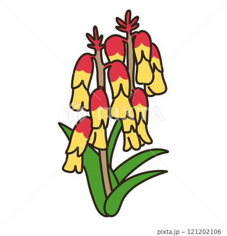 ラケナリア 121202106