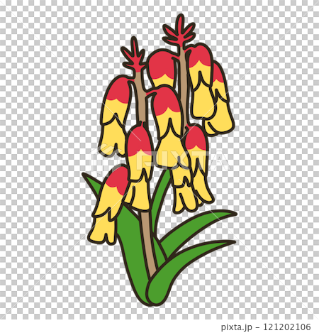 ラケナリア 121202106