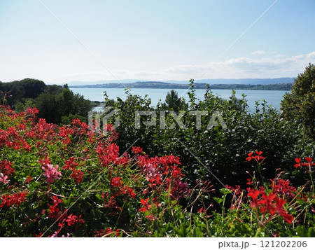 Red flowers and lake in European Murten town in Switzerland 121202206