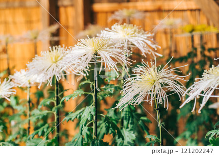 千輪咲の菊 茨城 千輪咲の菊 茨城 121202247