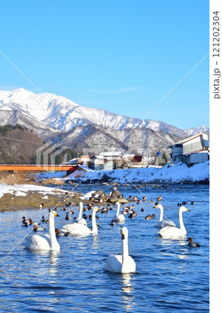 白鳥の郷公苑（新潟県） 121202304