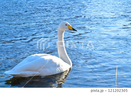 白鳥の郷公苑（新潟県） 121202305