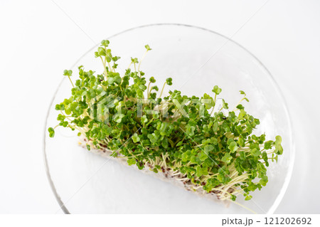 白背景にブロッコリースプラウト 白背景にブロッコリースプラウト 121202692
