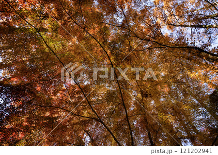 メタセコイヤとモミジの紅葉 121202941
