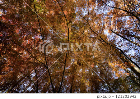 メタセコイヤとモミジの紅葉 121202942