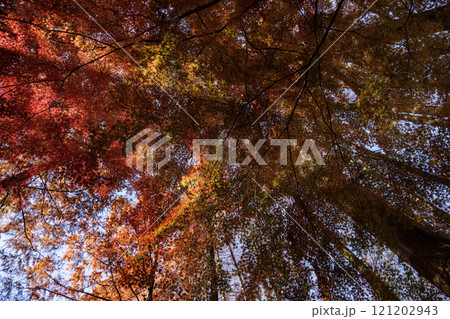 メタセコイヤとモミジの紅葉 メタセコイヤとモミジの紅葉 121202943