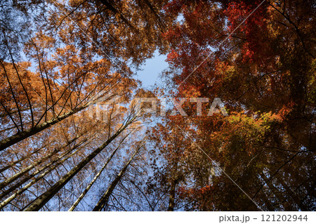 メタセコイヤとモミジの紅葉 121202944