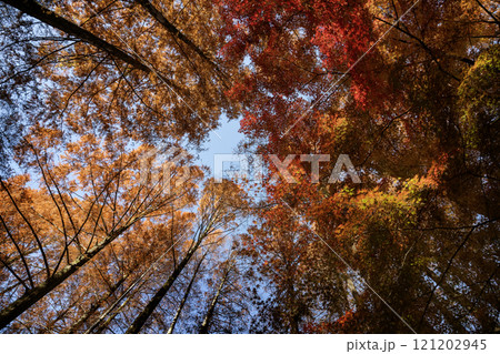 メタセコイヤとモミジの紅葉 メタセコイヤとモミジの紅葉 121202945