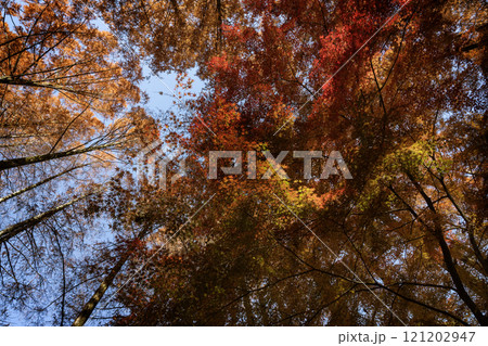 メタセコイヤとモミジの紅葉 メタセコイヤとモミジの紅葉 121202947