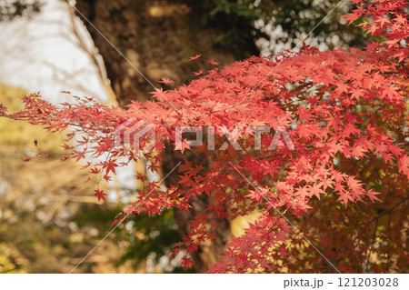 真っ赤な紅葉 121203028