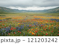 Vibrant wildflower field under a cloudy sky in a mountainous region 121203242