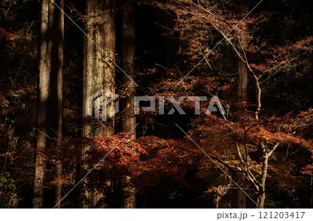 紅葉 紅葉 121203417