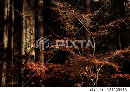 紅葉 紅葉 121203418