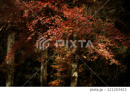 紅葉 紅葉 121203421