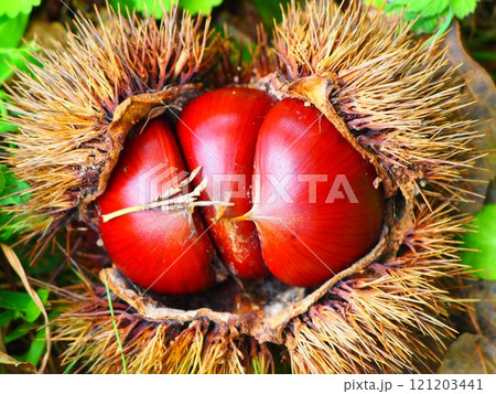 地面に落ちた栗 121203441