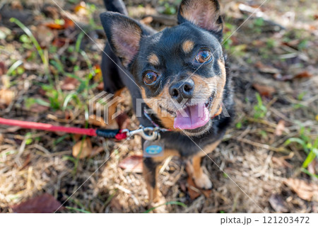 笑う犬・笑う小型犬 笑う犬・笑う小型犬 121203472