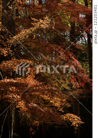 紅葉 紅葉 121203481