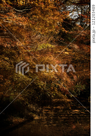 紅葉 紅葉 121203489