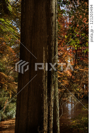 紅葉 紅葉 121203494